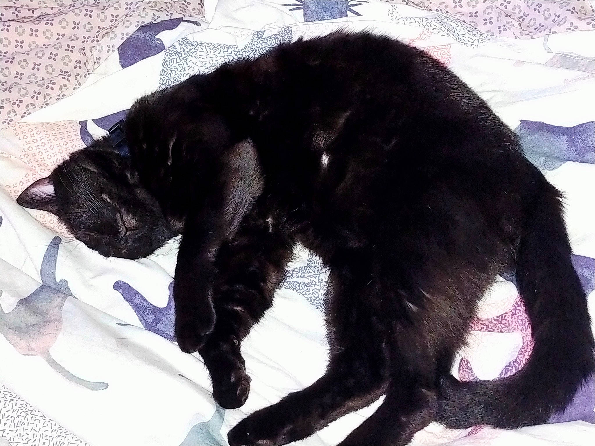 Flappy participe au concours pour gagner de l'argent avec cette photo : black_cat, bombay, canidae, carnivore, cat, claw, comfort, companion_dog, dog_breed, domestic_short_haired_cat, felidae, foot, fur, paw, small_to_medium_sized_cats, snout, sporting_group, tail, terrestrial_animal, whiskers