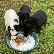 Atchoum participe au concours pour gagner de l'argent avec cette photo : animal, black_dog, bowl, cute, dog, eating, feeding, fur, grass, kibble, mealtime, milk, nature, outdoor, pet, playful, puppies, three_animals, white_dog, young