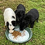 animal, black_dog, bowl, cute, dog, eating, feeding, fur, grass, kibble, mealtime, milk, nature, outdoor, pet, playful, puppies, three_animals, white_dog, young