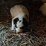 animal, barn, black_and_white, curious, cute, dim_light, dog, floor, fur, hay, head_down, indoors, mammal, pet, puppy, resting, small, sniffing, straw, young