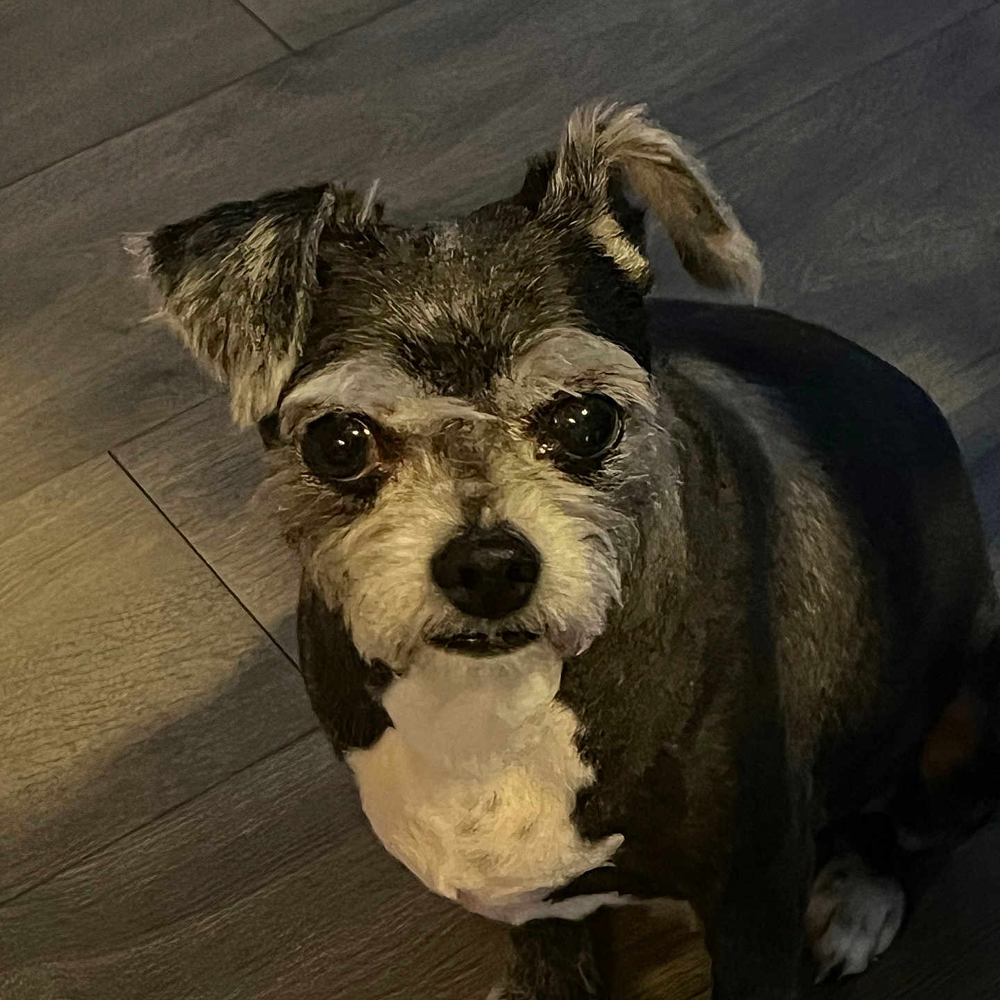 Murphy joined the competition — help win amazing prizes! animal, bostonbull, bulldog, canine, dog, face, hardwood, head, hound, person, pet, photography, pitbull, poodle, portrait, puppy, snout, terrier, whitedog, wood