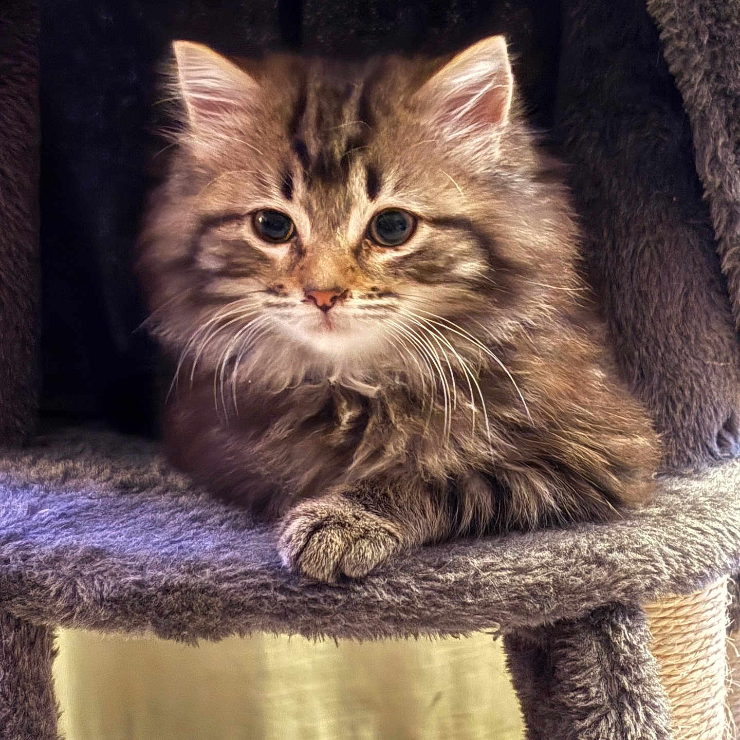 Bella
