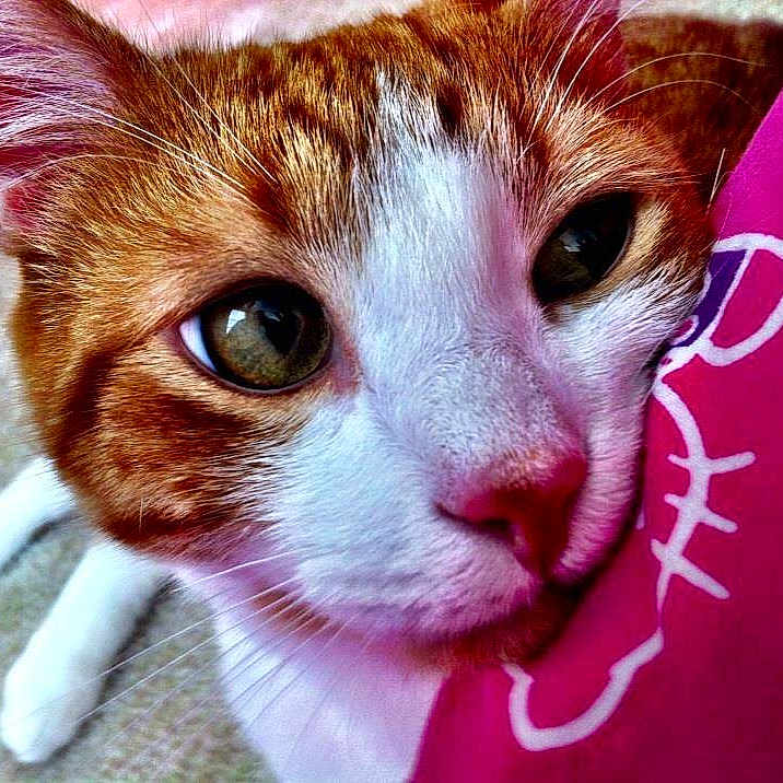 Finch is registered to the contest to win money with this photo: