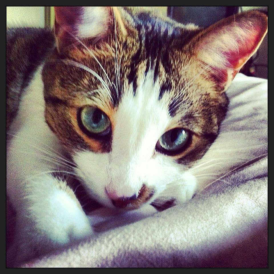 Atticus