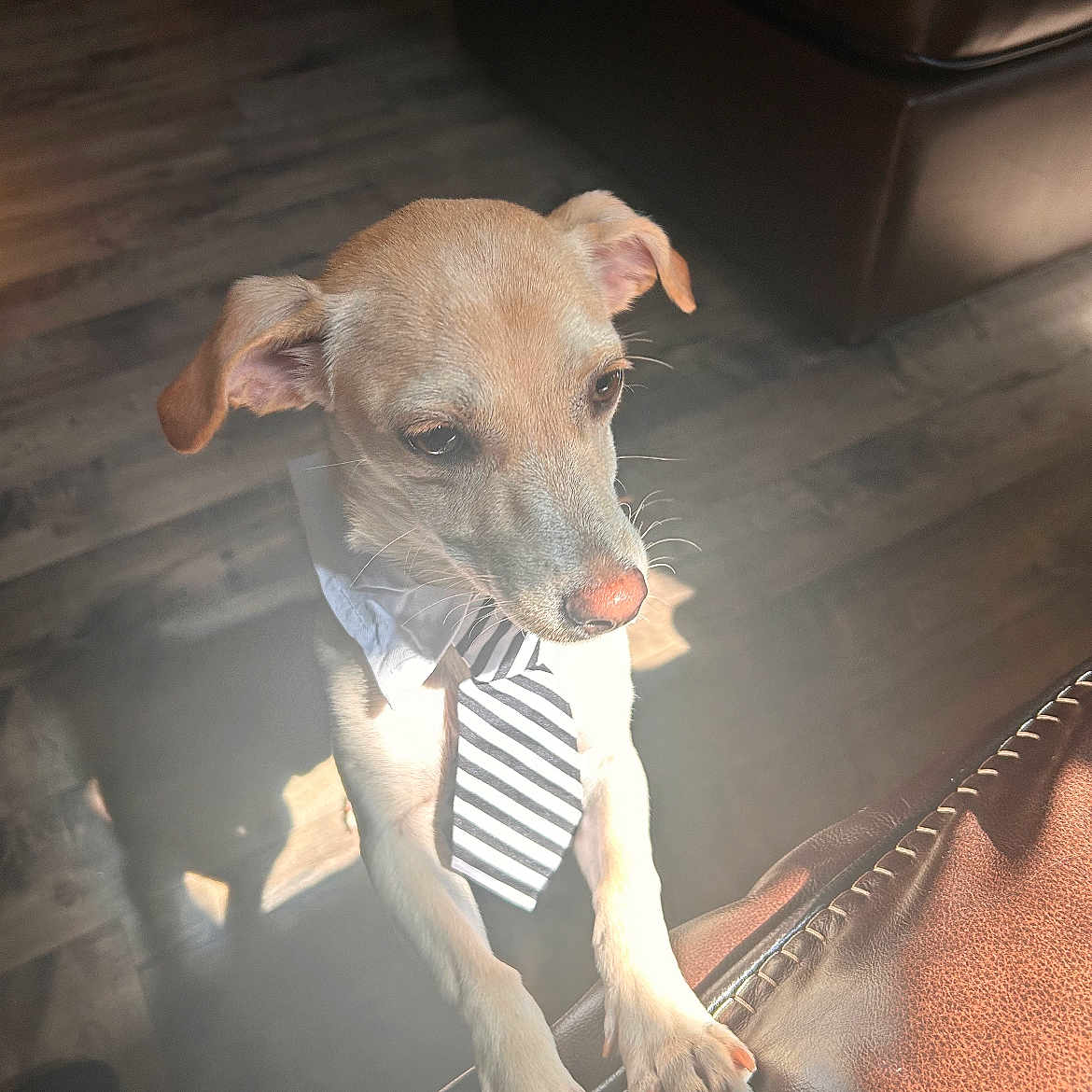 Guero is registered to the contest to win money with this photo: accessories, animal, architecture, building, canine, couch, dog, formalwear, furniture, hardwood, hound, indoors, labradorretriever, livingroom, necktie, pet, puppy, room, tie, wood