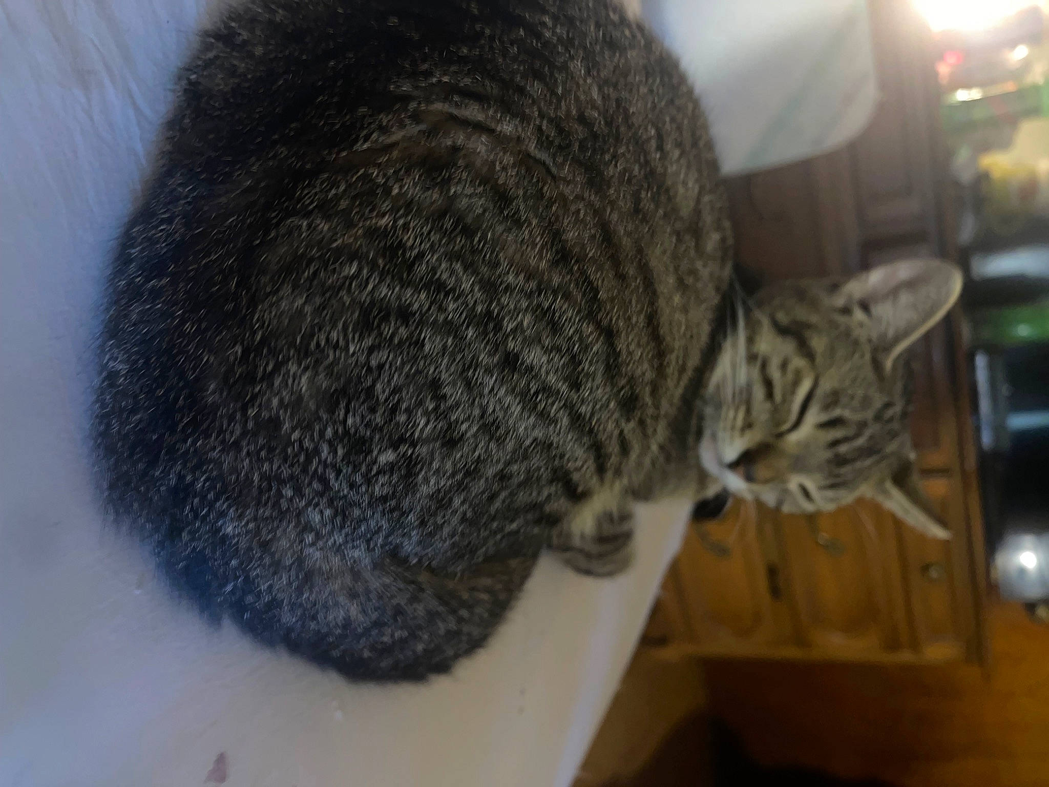 Georgia is registered to the contest to win money with this photo: carnivore, cat, comfort, domestic_short_haired_cat, felidae, flooring, fur, grey, small_to_medium_sized_cats, snout, tail, terrestrial_animal, whiskers, wood