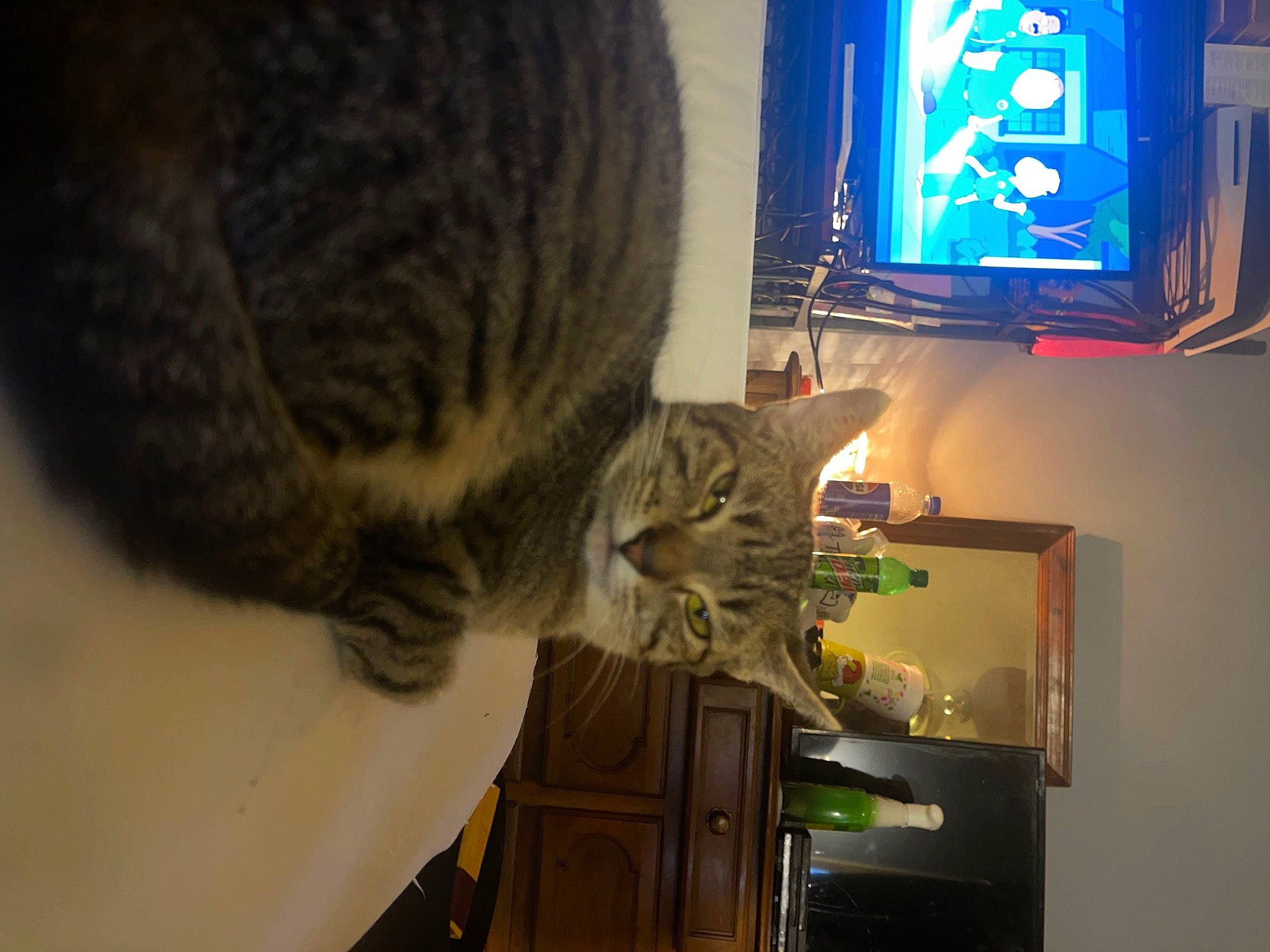 Georgia joined the competition — help win amazing prizes! cabinetry, carnivore, cat, comfort, cupboard, display_device, domestic_short_haired_cat, felidae, fur, home_appliance, kitchen_appliance, led_backlit_lcd_display, refrigerator, room, small_to_medium_sized_cats, tail, television, television_set, whiskers, wood