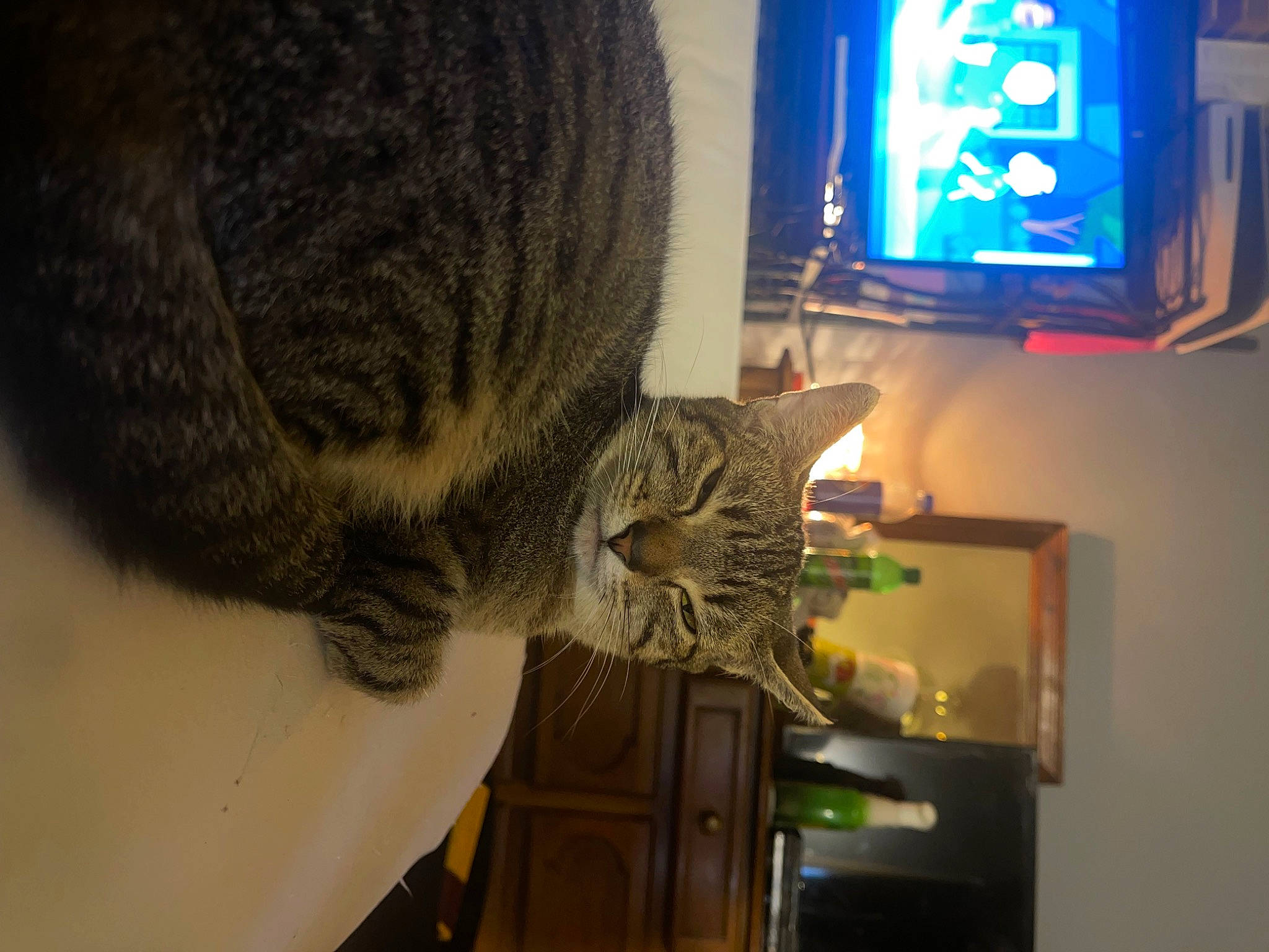 Georgia is registered to the contest to win money with this photo: cabinetry, carnivore, cat, display_device, domestic_short_haired_cat, felidae, fur, home_appliance, houseplant, kitchen_appliance, led_backlit_lcd_display, multimedia, refrigerator, room, small_to_medium_sized_cats, tail, television, television_set, whiskers, wood