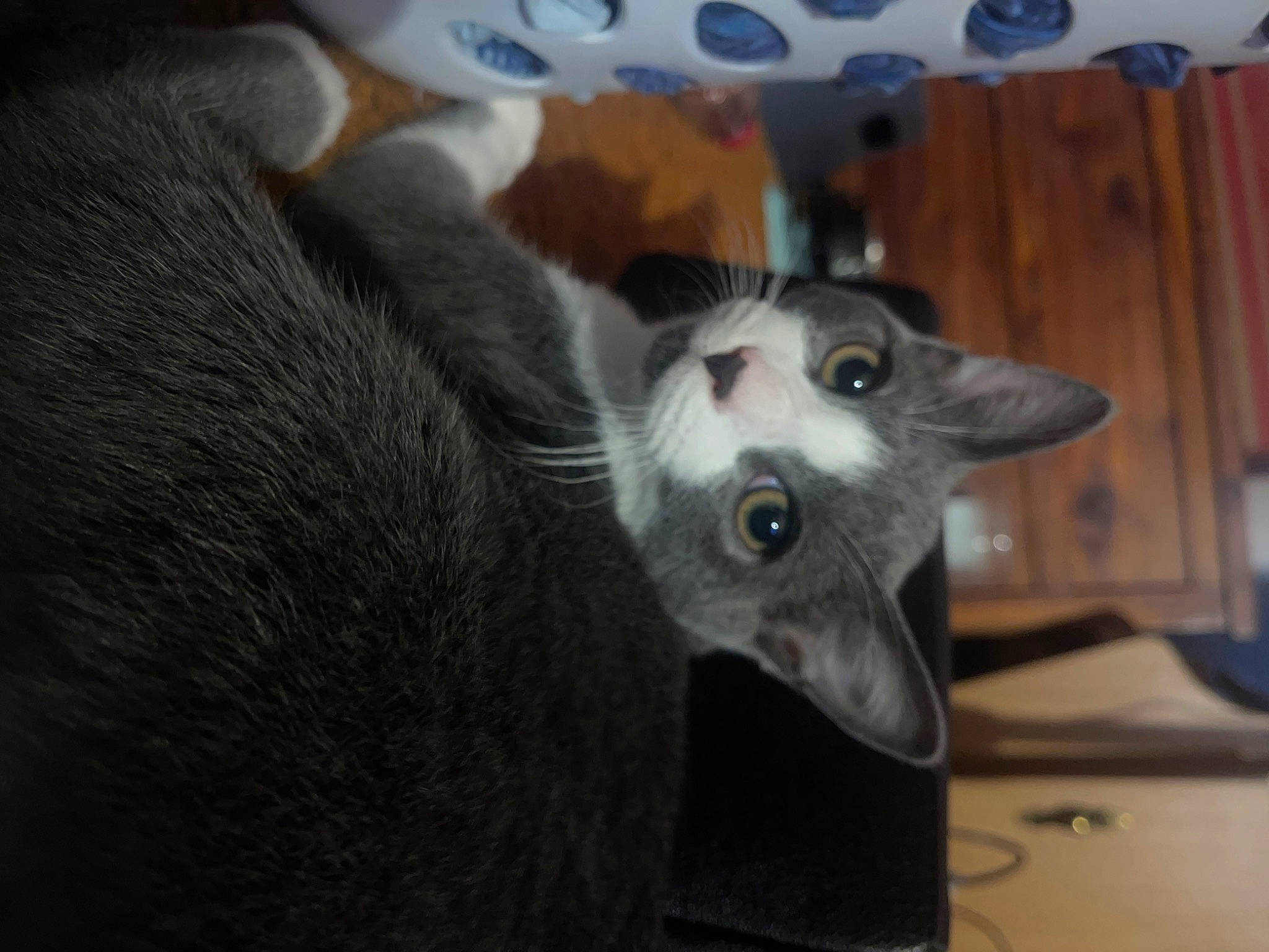 Bandit joined the competition — help win amazing prizes! carnivore, cat, dog_breed, domestic_short_haired_cat, felidae, fur, grey, paw, russian_blue, small_to_medium_sized_cats, snout, tail, whiskers