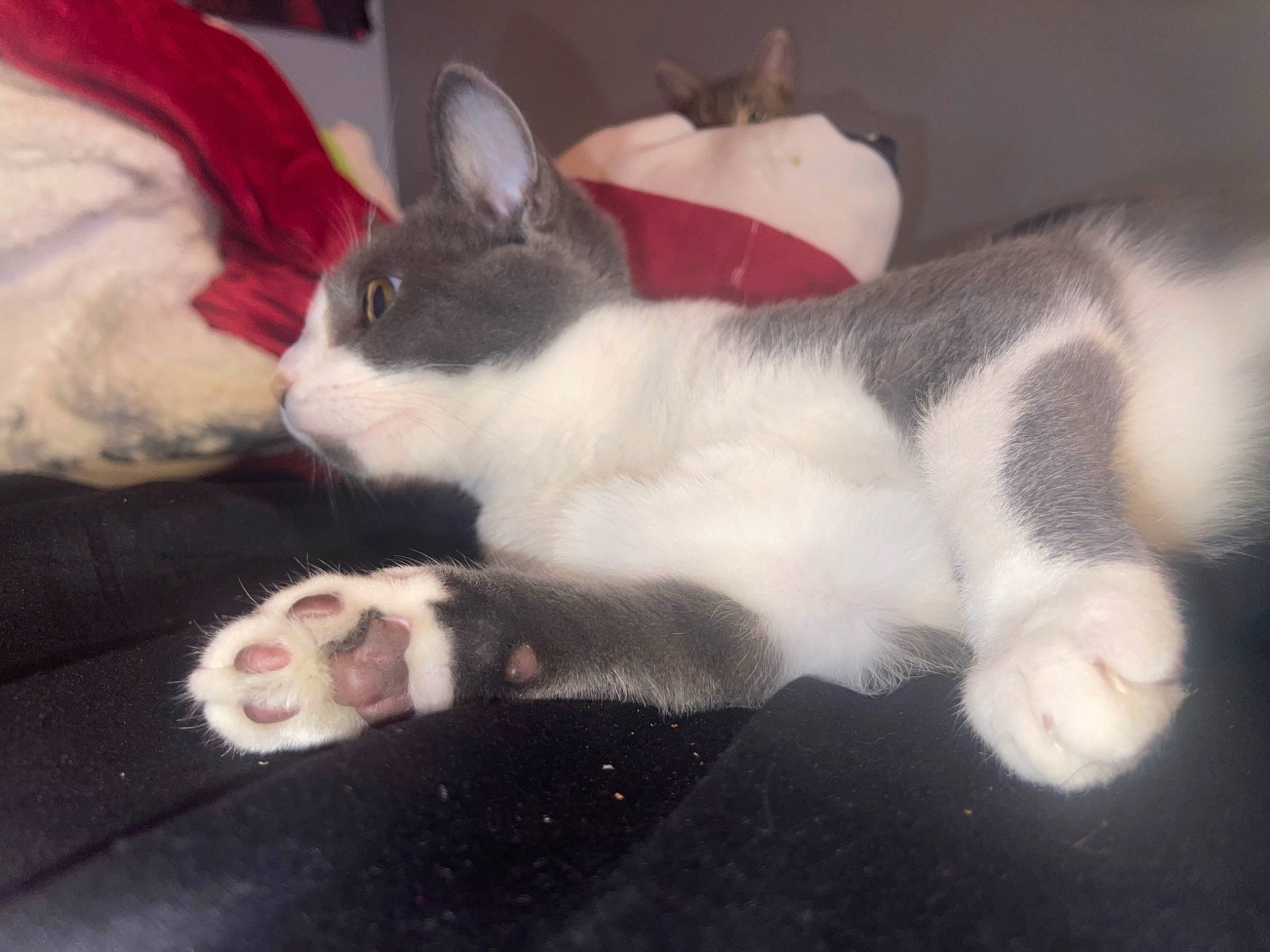 Bandit joined the competition — help win amazing prizes! canidae, carmine, carnivore, cat, claw, cloud, comfort, domestic_short_haired_cat, felidae, foot, fur, lap, nap, paw, photo_caption, sky, small_to_medium_sized_cats, snout, tail, whiskers