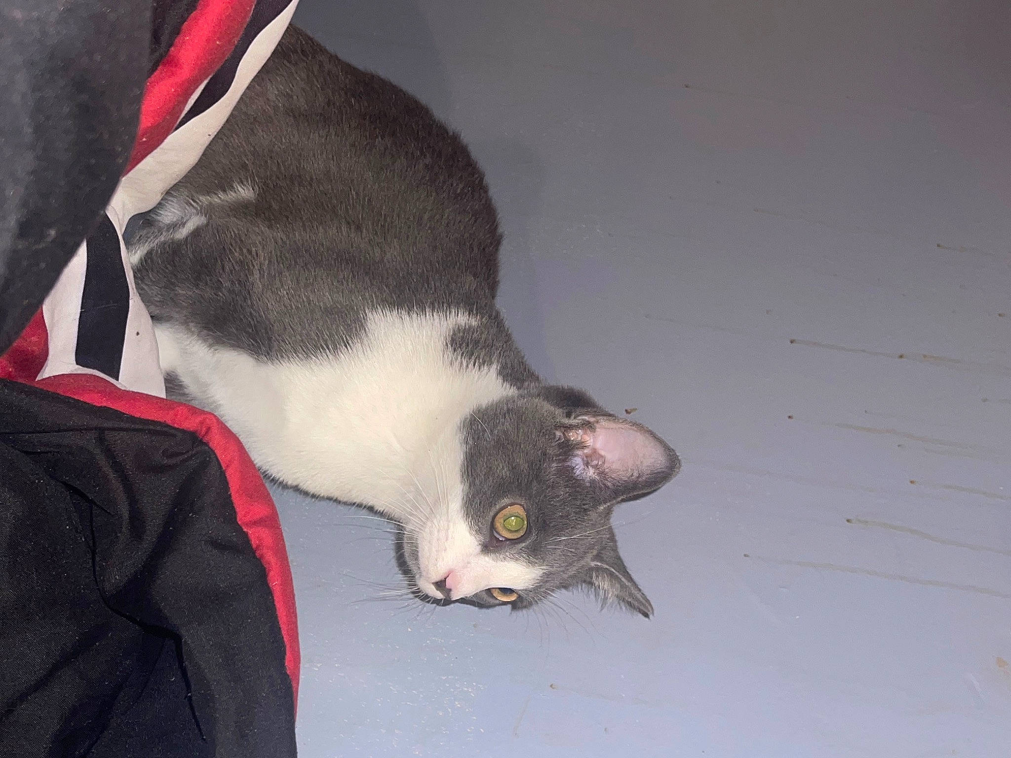 Bandit joined the competition — help win amazing prizes! black_cat, canidae, carmine, carnivore, cat, claw, collar, comfort, companion_dog, dog_breed, domestic_short_haired_cat, felidae, fur, gesture, jaw, paw, small_to_medium_sized_cats, snout, tail, whiskers