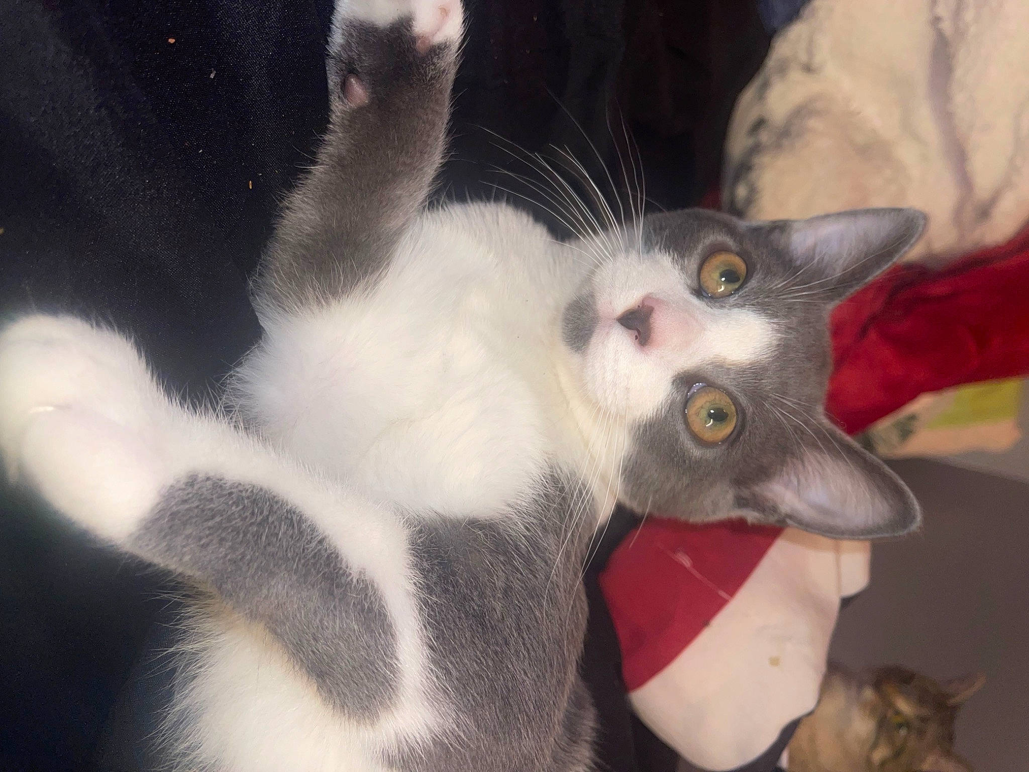 Bandit joined the competition — help win amazing prizes! baseball_cap, carnivore, cat, claw, domestic_short_haired_cat, ear, felidae, fur, paw, small_to_medium_sized_cats, snout, tail, whiskers