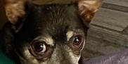 Valentino joined the competition — help win amazing prizes! dog, small_dog, close_up, pet, animal, indoor, blanket, living_room, couch, television, fur, ears, paw, expression, domestic_animal, green_harness, carpet, cozy, resting, brown