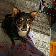 Valentino joined the competition — help win amazing prizes! dog, small_dog, pet, ears, blanket, heart_pattern, floor, rug, indoor, wood_floor, brown_dog, canine, looking_up, cute, animal, companion, domestic_animal, fur, expression, cozy