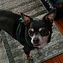 dog, chihuahua, pet, indoor, carpet, floor, small_dog, harness, animal, looking_up, ears, fur, mouth, standing, close_up, domestic_animal, cute, companion, portrait, canine