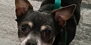 Valentino is registered to the contest to win money with this photo: animal, canine, carpet, chihuahua, close_up, companion, cute, dog, domestic_animal, ears, expression, face, fur, indoor, looking_up, pet, small_dog, snout, teeth, whiskers
