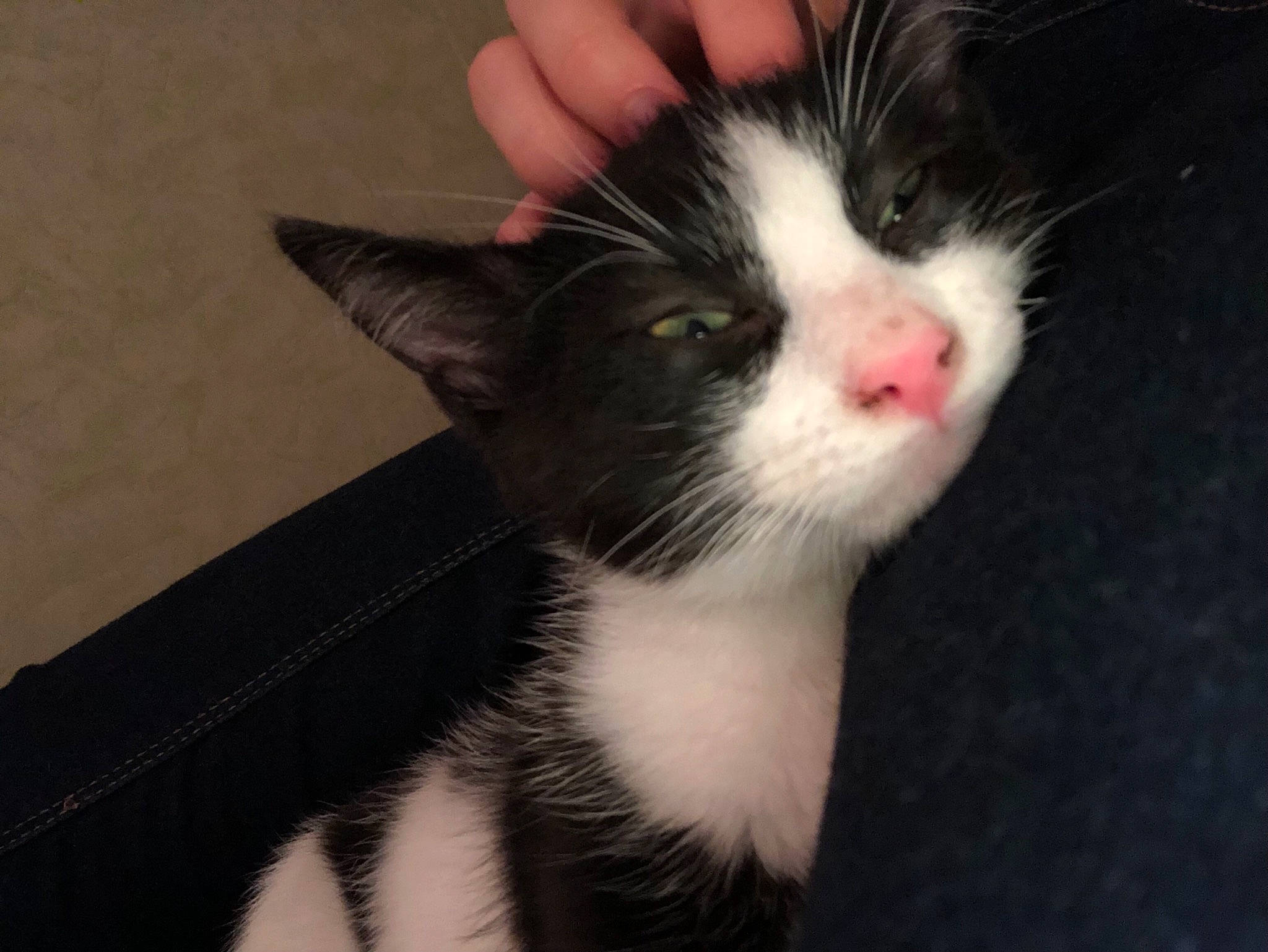 Pookie a rejoint le concours — aidez-le/la à gagner de superbes lots ! american_wirehair, black_and_white, carnivore, cat, domestic_short_haired_cat, ear, felidae, fur, kitten, mammal, nose, polydactyl_cat, small_to_medium_sized_cats, snout, whiskers