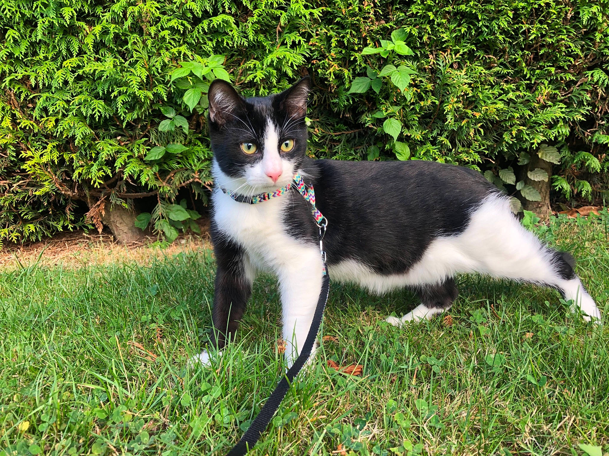Pookie participe au concours pour gagner de l'argent avec cette photo : black_and_white, carnivore, cat, domestic_short_haired_cat, felidae, fur, grass, kitten, mammal, plant, polydactyl_cat, small_to_medium_sized_cats, tail, tree, whiskers
