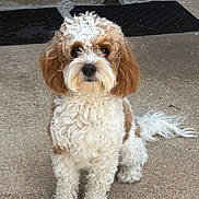 Molly is registered to the contest to win money with this photo: animal, brown_fur, canine, companion, concrete, curly_fur, cute, dog, domestic_animal, fluffy, friendly, fur, looking_at_camera, mat, outdoor, pet, portrait, sitting, step, white_fur