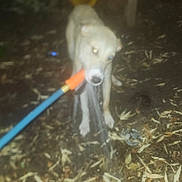 Gunner is registered to the contest to win money with this photo: dog, animal, pet, night, blur, motion_blur, water, hose, backyard, leaves, slide, wet, glowing_eyes, outdoor, ground, mud, paws, muzzle, flash, playground