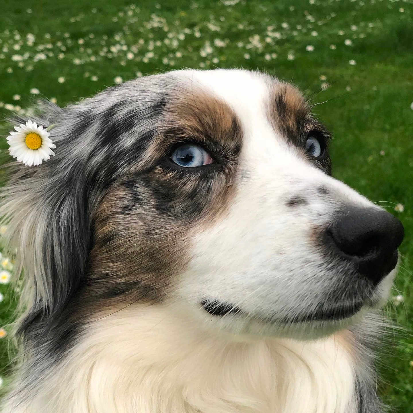 Rivka a rejoint le concours — aidez-le/la à gagner de superbes lots ! animal, blue_eyes, calm, canine, close_up, daisy, dog, ears, flower, fur, grass, green_background, muzzle, nature, outdoor, pet, portrait, profile, soft_fur, white_flower