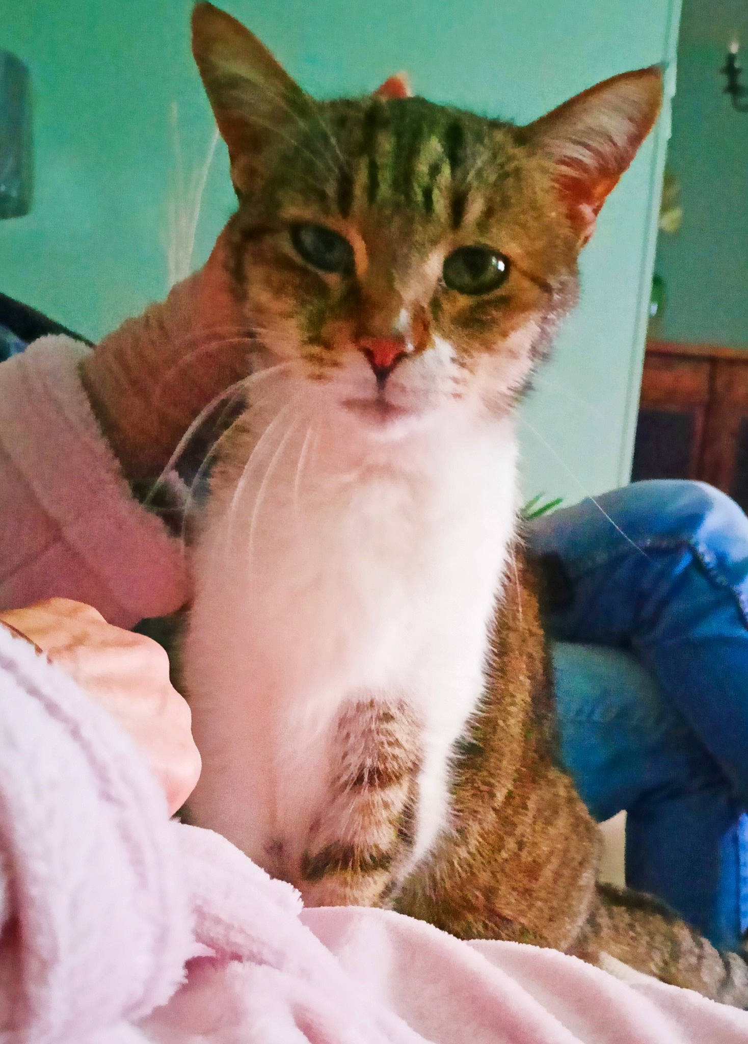 Eros a rejoint le concours — aidez-le/la à gagner de superbes lots ! carnivore, cat, claw, comfort, domestic_short_haired_cat, door, eye, felidae, fur, lap, leg, paw, sitting, small_to_medium_sized_cats, snout, tail, whiskers, window