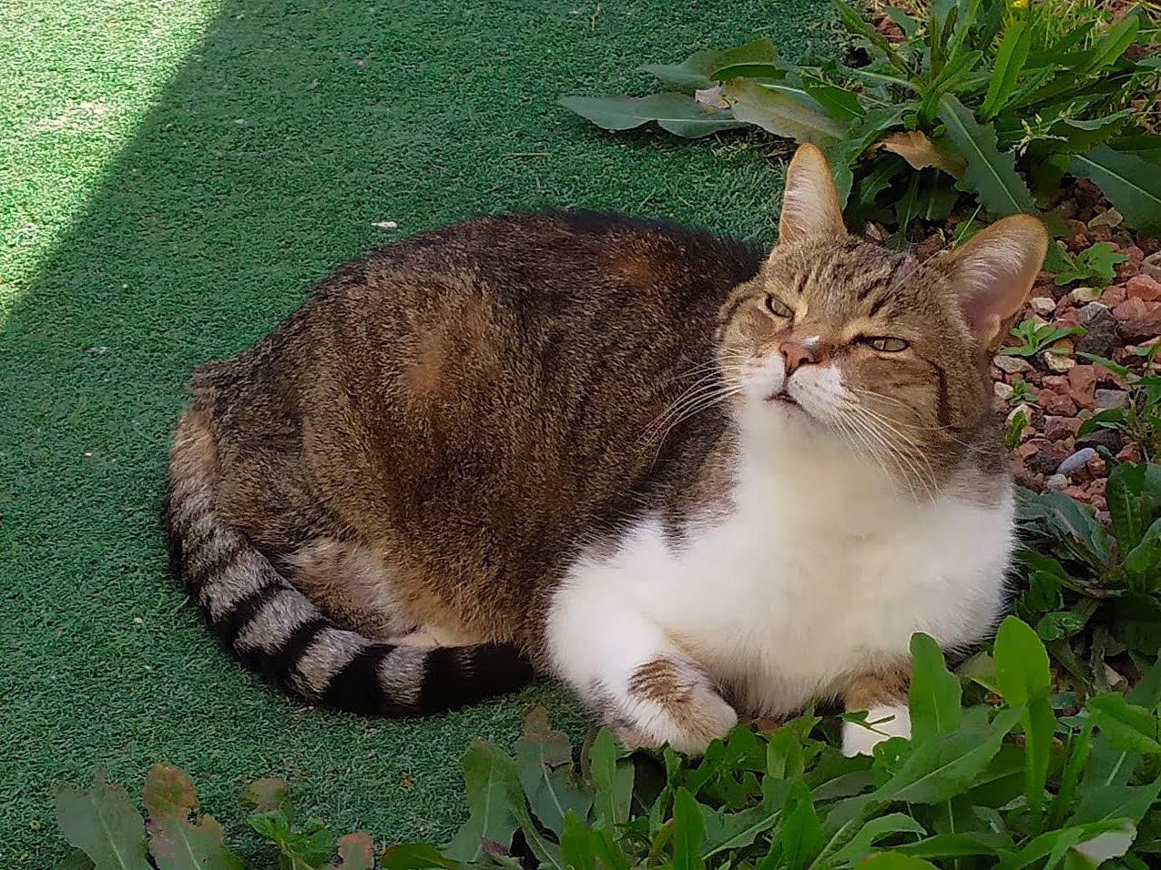 Eros participe au concours pour gagner de l'argent avec cette photo : carnivore, cat, domestic_short_haired_cat, fawn, felidae, fur, grass, groundcover, herb, paw, photo_caption, plant, small_to_medium_sized_cats, snout, tail, terrestrial_animal, tree, whiskers, wildlife