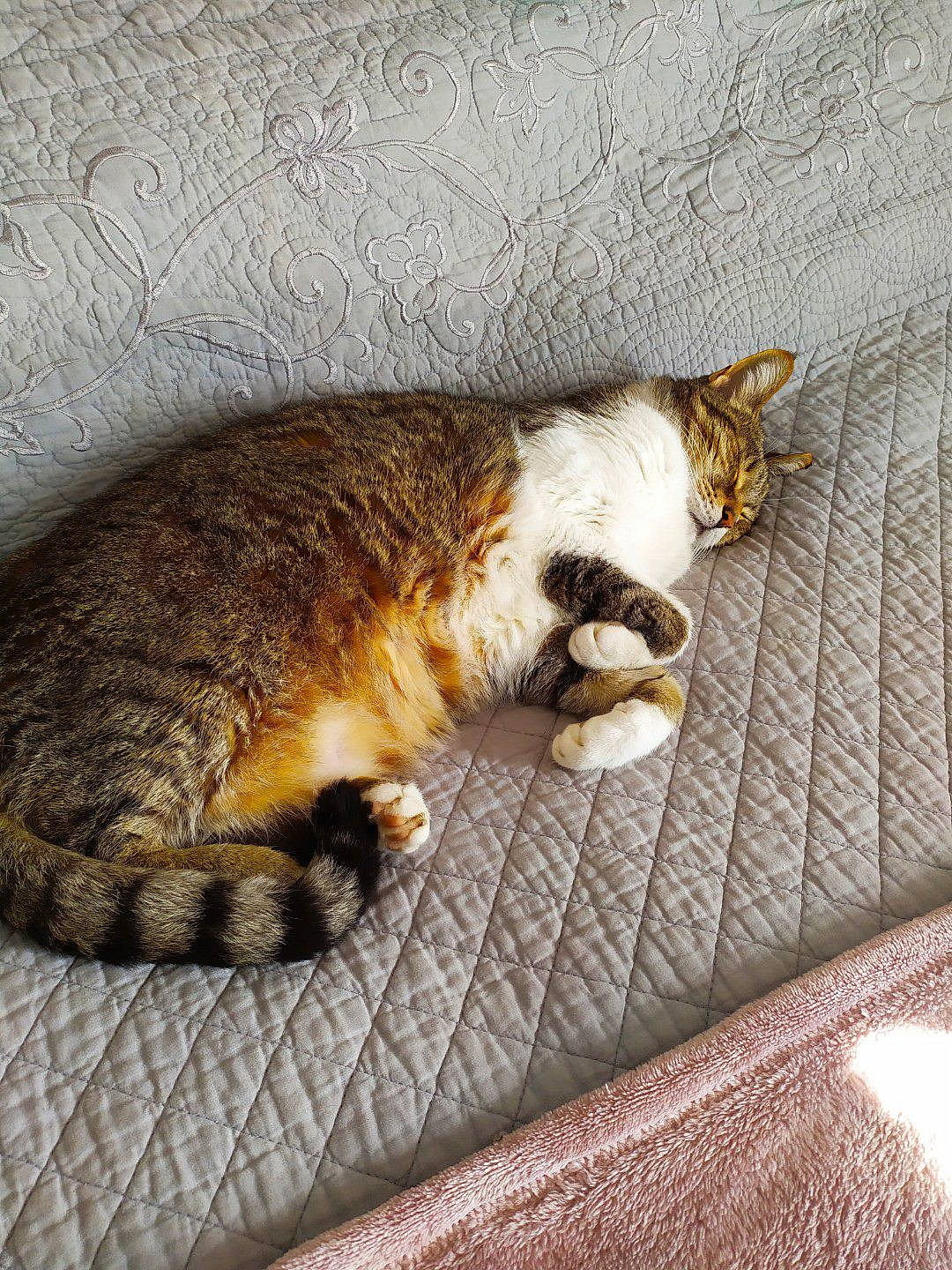 Eros participe au concours pour gagner de l'argent avec cette photo : carnivore, cat, claw, comfort, domestic_short_haired_cat, felidae, flooring, fur, grey, linens, nap, paw, sleep, small_to_medium_sized_cats, snout, tail, terrestrial_animal, whiskers, wood