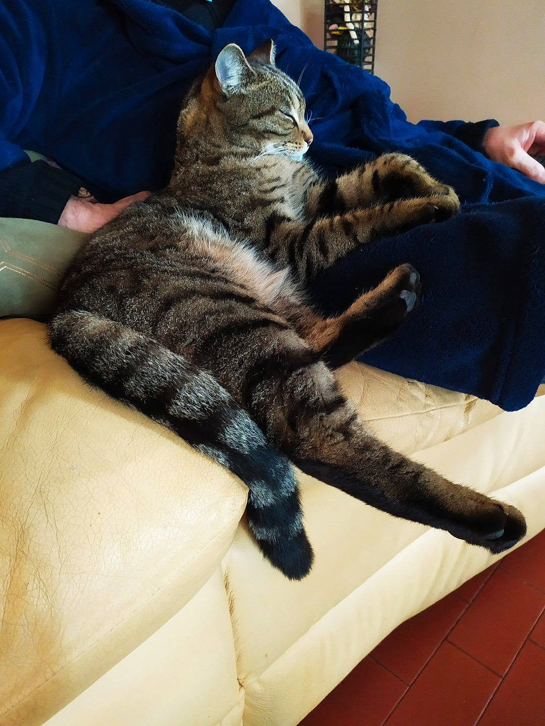Tyson participe au concours pour gagner de l'argent avec cette photo : carnivore, cat, claw, comfort, couch, denim, domestic_short_haired_cat, felidae, fur, grey, human_leg, lap, nap, paw, sitting, sleep, small_to_medium_sized_cats, tail, thigh, whiskers