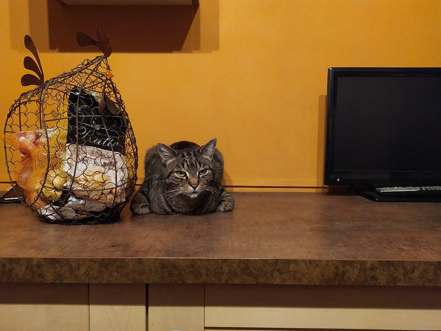 Tyson a rejoint le concours — aidez-le/la à gagner de superbes lots ! art, bag, carnivore, cat, comfort, domestic_short_haired_cat, felidae, floor, flooring, hardwood, home_appliance, house, luggage_and_bags, room, small_to_medium_sized_cats, tail, television, whiskers, window, wood