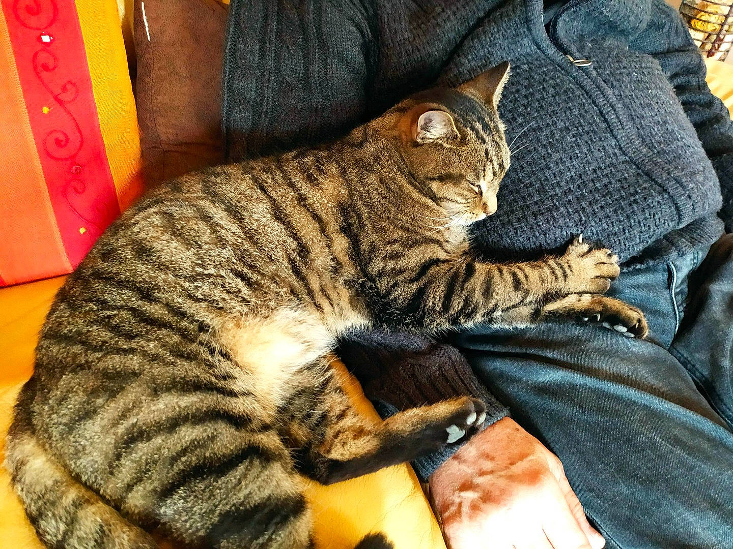 Tyson participe au concours pour gagner de l'argent avec cette photo : carnivore, cat, claw, comfort, domestic_short_haired_cat, felidae, fur, paw, sitting, small_to_medium_sized_cats, snout, tail, terrestrial_animal, tree, whiskers