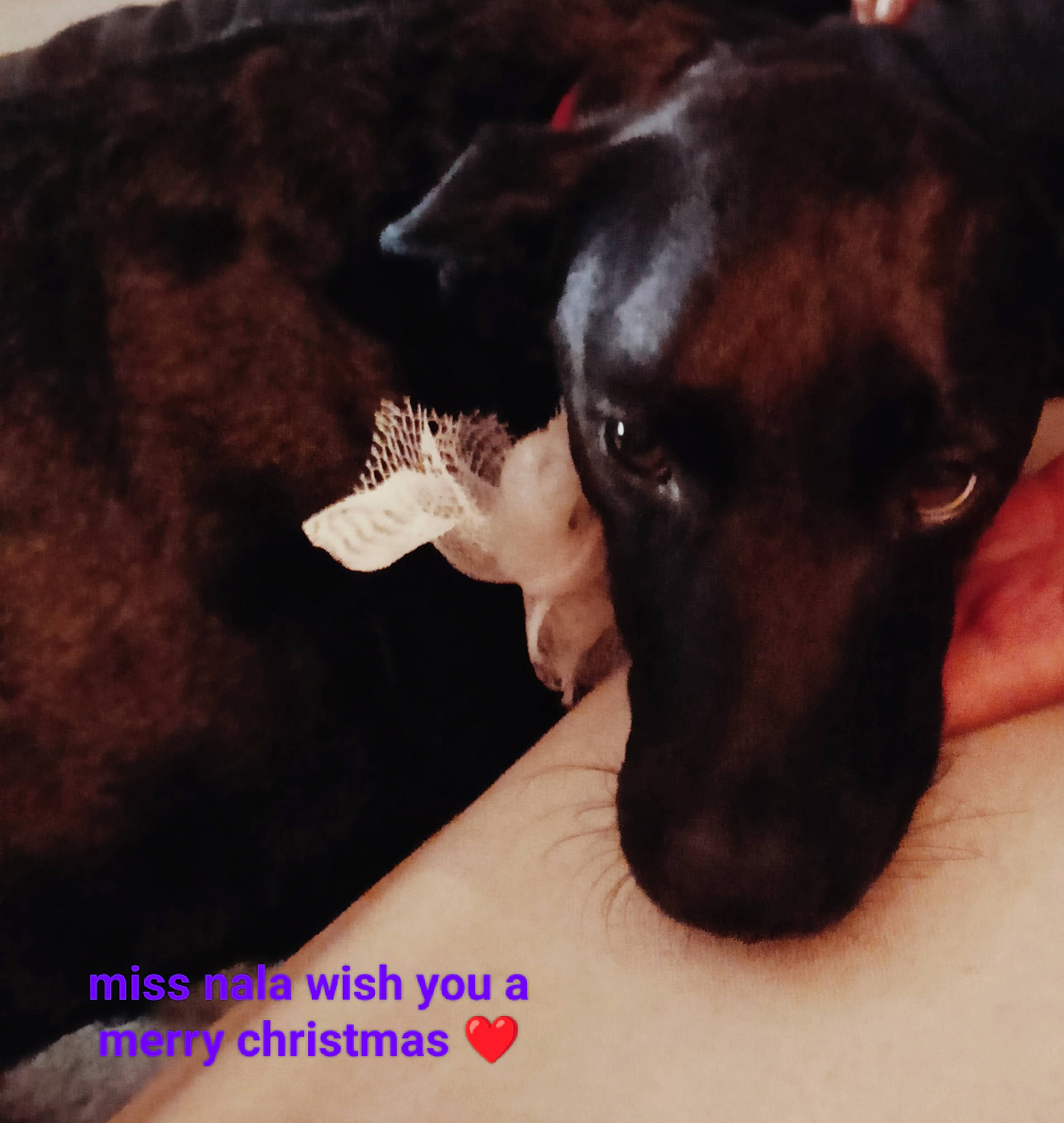 Nala a rejoint le concours — aidez-le/la à gagner de superbes lots ! canidae, carnivore, comfort, companion_dog, dog, dog_breed, ear, fawn, fur, guard_dog, non_sporting_group, pet_supply, puppy, sporting_group, terrier, toy_dog, whiskers, working_animal