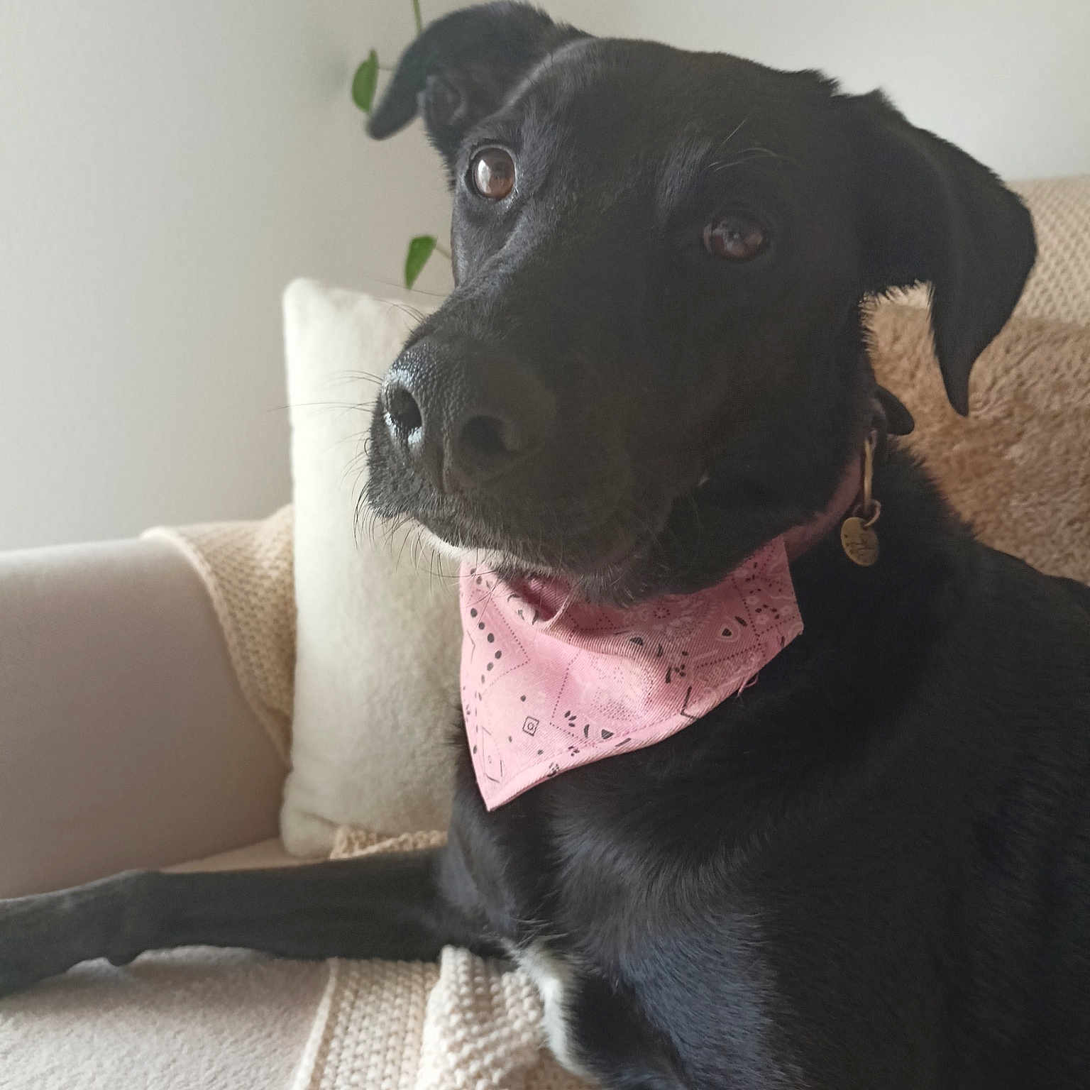 Nala