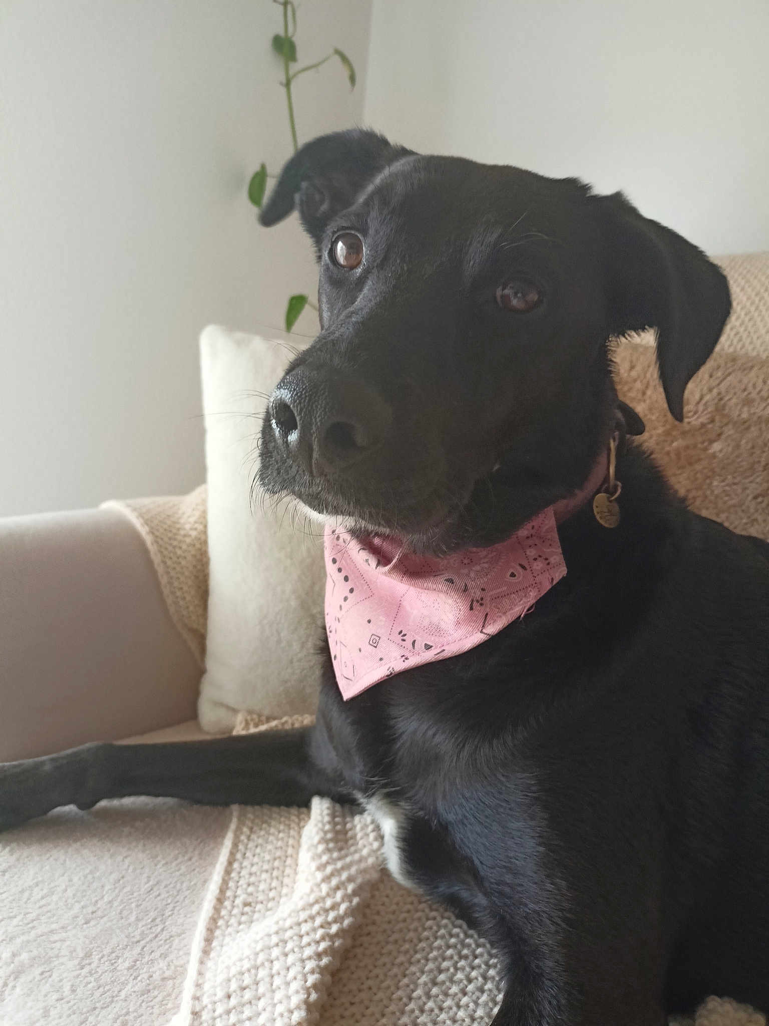 Nala