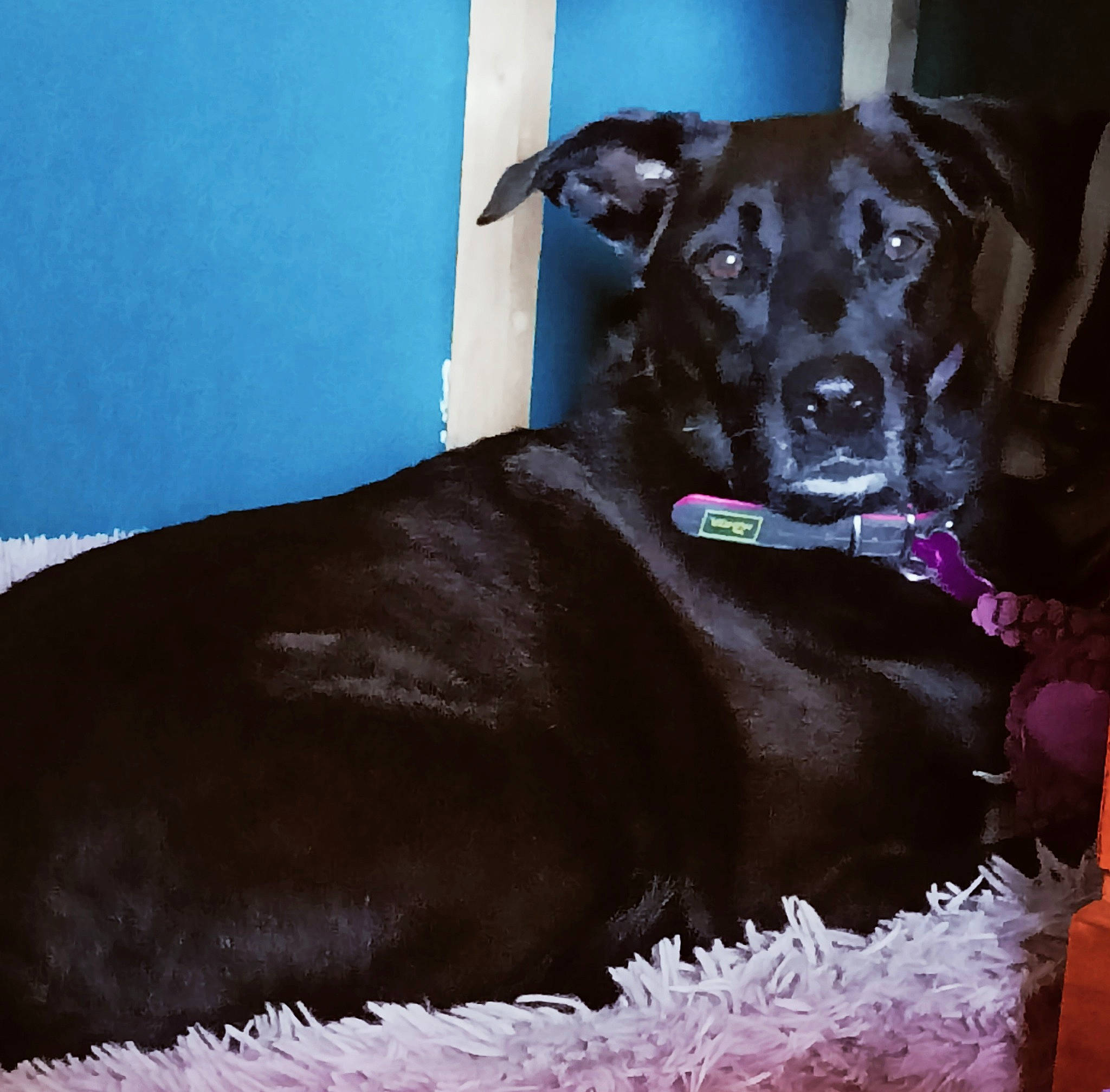 Nala participe au concours pour gagner de l'argent avec cette photo : borador, canidae, carnivore, collar, companion_dog, dog, dog_breed, dog_collar, dog_supply, fawn, fur, grey, liver, personal_protective_equipment, pet_supply, snout, sporting_group, terrestrial_animal, whiskers, working_animal