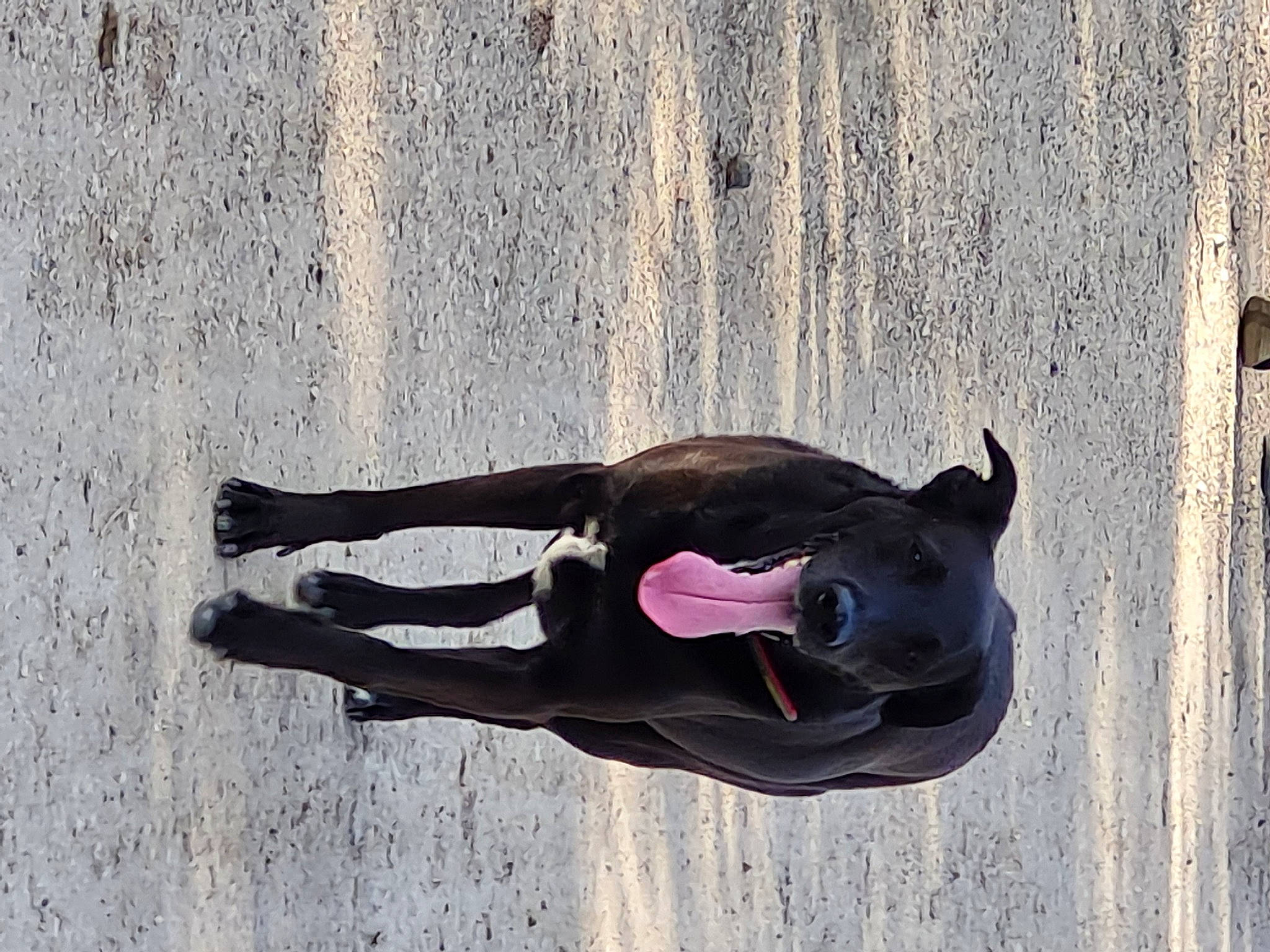 Nala participe au concours pour gagner de l'argent avec cette photo : canidae, carmine, concrete, dog_breed, door, eyewear, goggles, grey, hat, recreation, shadow, sporting_group, sunglasses, tail, tints_and_shades, water, window, wood, working_animal