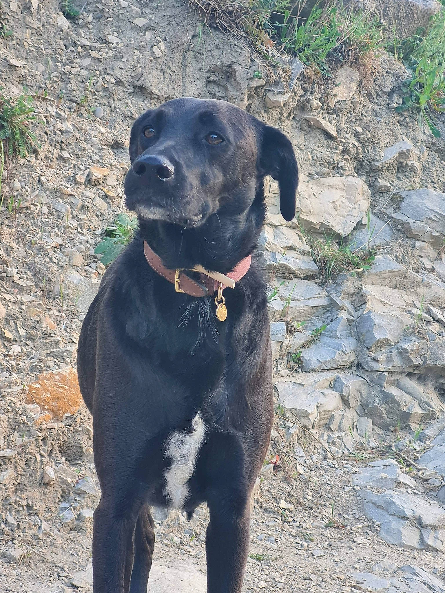 Nala participe au concours pour gagner de l'argent avec cette photo : borador, canidae, carnivore, collar, companion_dog, dog, dog_breed, dog_collar, fawn, guard_dog, gun_dog, hunting_dog, labrador_retriever, liver, plant, snout, sporting_group, terrestrial_animal, working_animal, working_dog