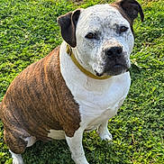 Dottie joined the competition — help win amazing prizes! animal, black_nose, brindle_coat, brown_fur, canine, closeup, collar, dog, facial_expression, floppy_ears, garden, grass, lawn, natural_light, outdoor, pet, portrait, sitting, white_fur, yellow_collar