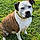 Dottie