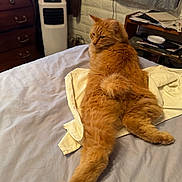 Jaxson joined the competition — help win amazing prizes! animal, bed, bedding, bedroom, blanket, cat, cozy, curtains, dresser, fluffy, furniture, indoor, longhaired, lounging, lying_down, orange_cat, pet, relaxed, stretched_out, tabby