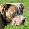 Capone is registered to the contest to win money with this photo: alert, animal, blue_collar, brown_coat, canine, close_up, dog, floppy_ears, grass, harness, head, nose, outdoor, pet, pit_bull, portrait, short_hair, snout, white_marking, yard