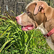 Capone joined the competition — help win amazing prizes! brown_and_white, canine, close_up, collar, dog, floppy_ears, foliage, garden, grass, nature, open_mouth, outdoors, pink_nose, plants, portrait, profile, short_hair, sunlight, tongue, woodland