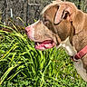 brown_and_white, canine, close_up, collar, dog, floppy_ears, foliage, garden, grass, nature, open_mouth, outdoors, pink_nose, plants, portrait, profile, short_hair, sunlight, tongue, woodland