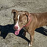 Capone joined the competition — help win amazing prizes! animal, brown_dog, close_up, concrete, daylight, dog, happy, outdoor, pavement, pet, pit_bull, playful, portrait, red_collar, shadow, short_hair, standing, sunlight, tongue_out, white_markings
