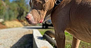 Capone is registered to the contest to win money with this photo: animal, blue_sky, brown_dog, canine, collar, concrete, daylight, dog, ledge, muscular, nature, outdoors, park, pet, portrait, short_hair, side_profile, standing, sunny, trees