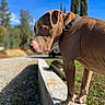 animal, blue_sky, brown_dog, canine, collar, concrete, daylight, dog, ledge, muscular, nature, outdoors, park, pet, portrait, short_hair, side_profile, standing, sunny, trees