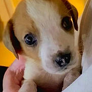 Bubbie joined the competition — help win amazing prizes! adorable, animal, close_up, cute, dog, domestic_animal, eyes, face, fur, hand, holding, indoors, mammal, pet, portrait, puppy, small, snout, warm_lighting, young