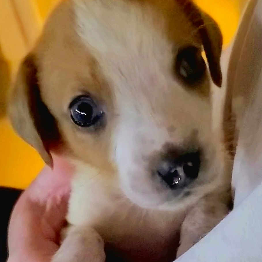 Bubbie