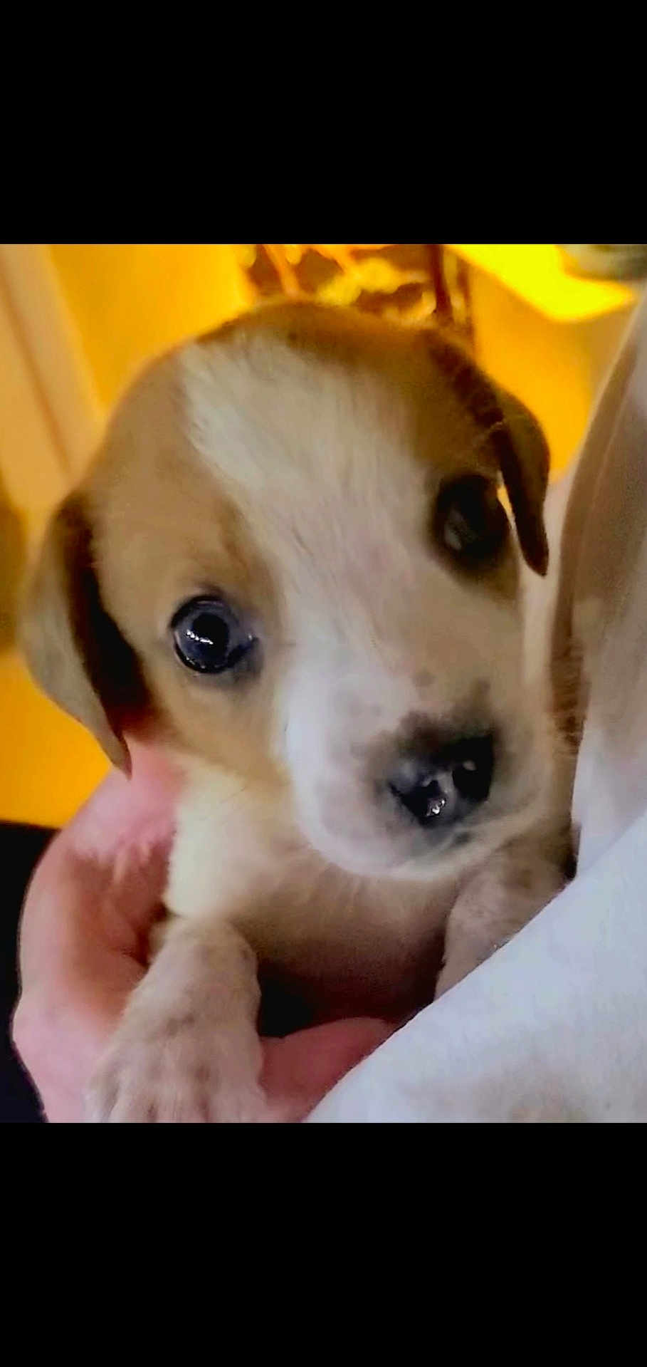 Bubbie