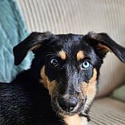 Vénus a rejoint le concours — aidez-le/la à gagner de superbes lots ! dog, heterochromia, blue_eye, black_fur, tan_markings, close_up, portrait, pet, animal, couch, blanket, indoor, fur, face, ears, nose, whiskers, looking, resting, cozy